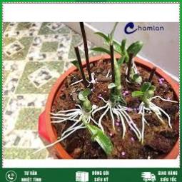 Vua ra rễ Root 999 USA , bổ sung Auxin ,NAA, IBA  SIÊU ĐẬM ĐẶC-Hàng Chính Hãng