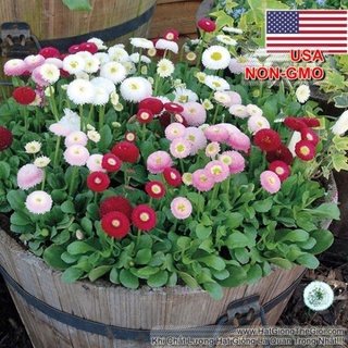 Hạt giống cúc Daisy mix hạt giống hoa cúc anh nhiều màu giá sỉ