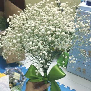 Hoa baby trắng