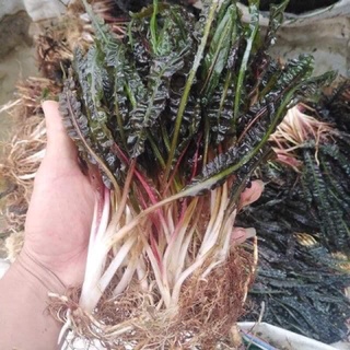 Cây thủy sinh Tiêu thảo lá nhăn