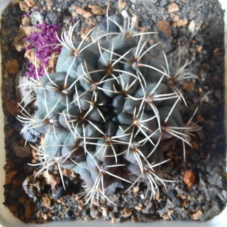 Gymno Thần long  - Gymnocalycium baldianum ( 2.5cm - 5.5cm) ( Vườn Xương rồng EXOTICACTUS )