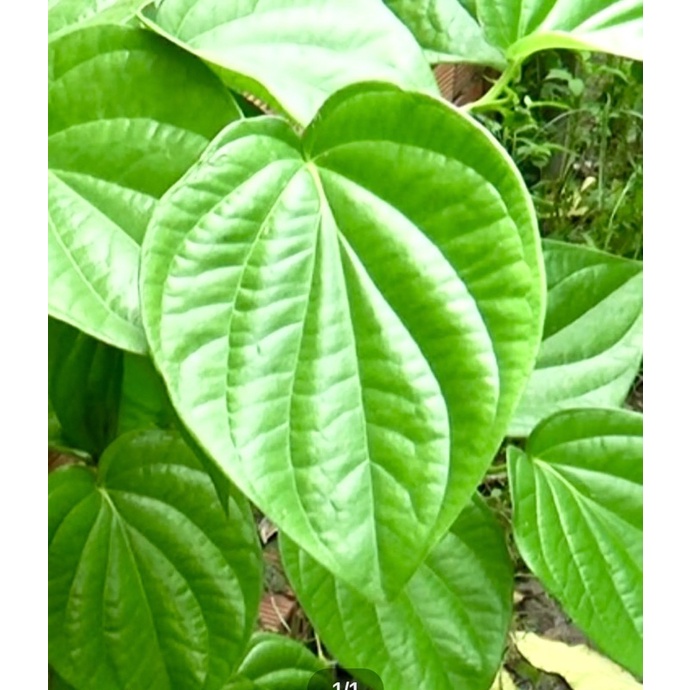 Cây trầu không/ trầu ăn lá🍀🌱