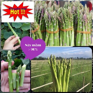 [Hạt Bọc Men] Gói 100 hạt giống măng tây xanh f1, nảy mầm 90% TẶNG KÍCH MẦM