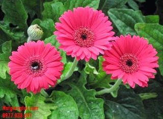 Hạt giống Hoa đồng tiền