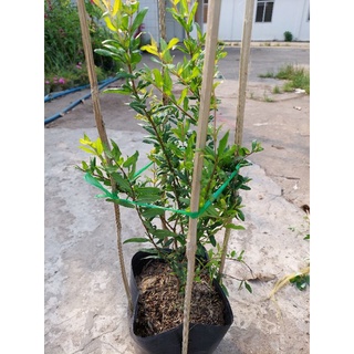 Giống cây lựu đỏ cây lớn