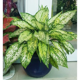 Cây Ngọc Ngân có chậu nhựa như hình 2 - cây kiểng để bàn, cây kiểng thủy sinh