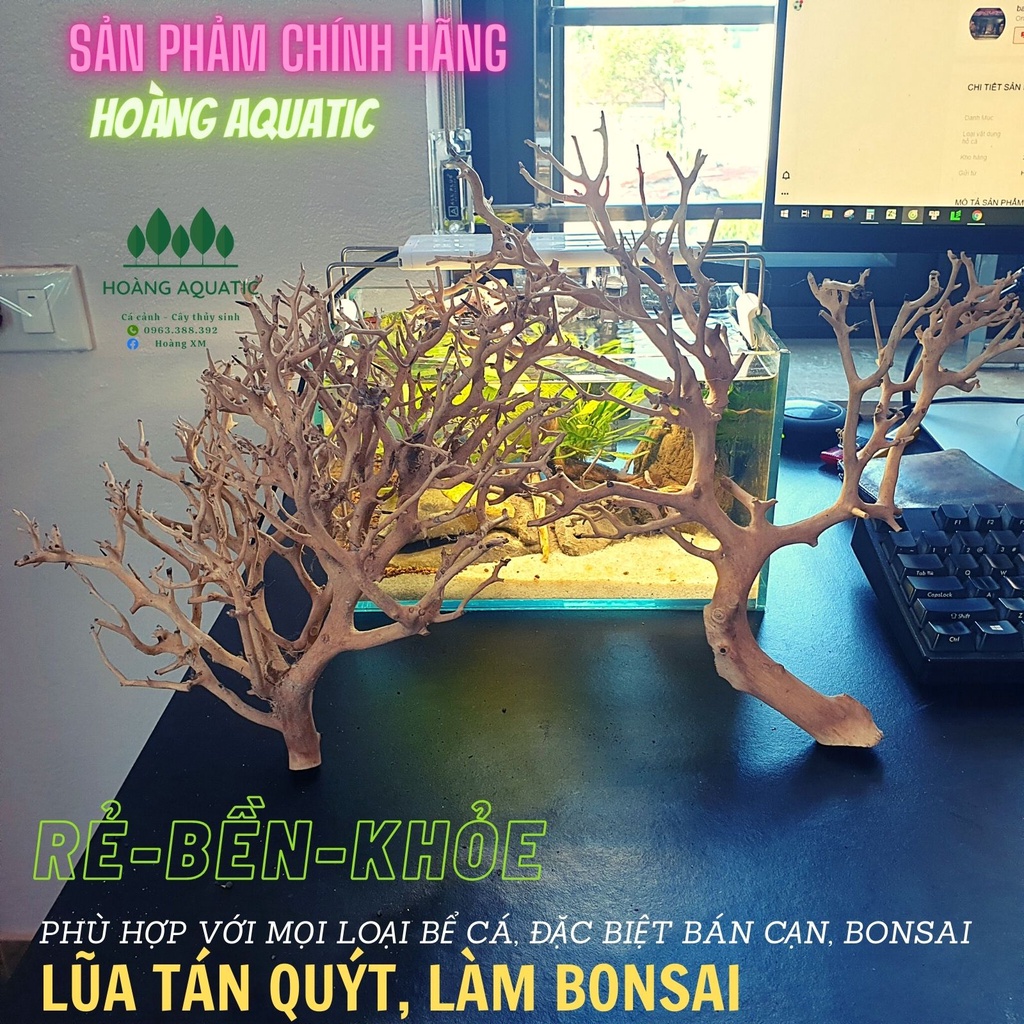 LŨA XƯƠNG CHÙM, TÁN QUÝT, TÁN ĐẸP, DÙNG SETUP TÁN CÂY BONSAI, HỒ CÁ THUỶ SINH (100G)