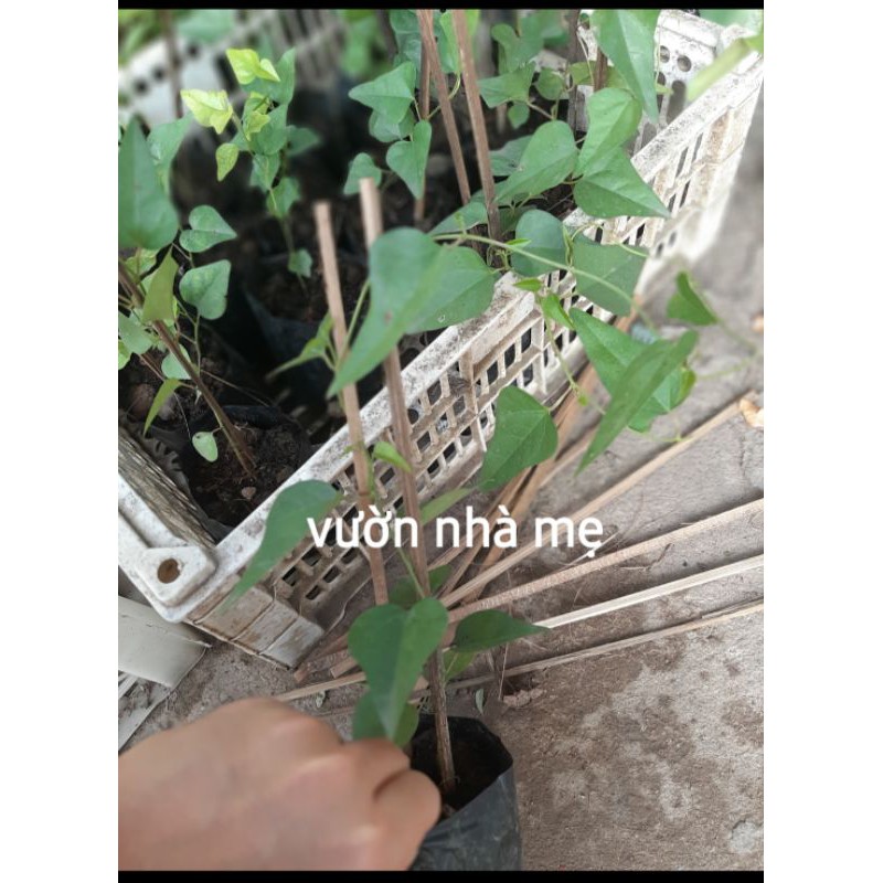 Cây sương sâm lá trơn