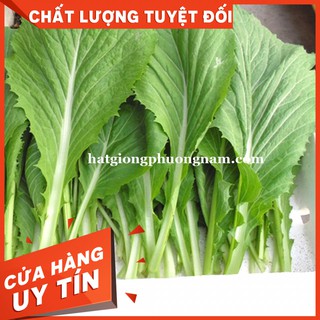 HẠT GIỐNG RAU CẢI BẸ XANH MỠ CAO SẢN- Còn hàng