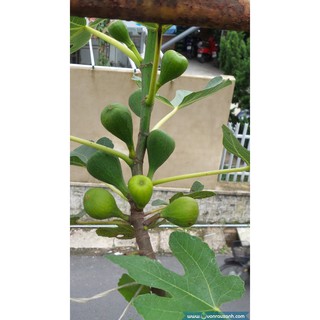 Hạt Giống Sung ngot (sung mỹ)