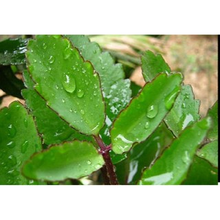 CÂY SỐNG ĐỜI LÁ DÀI ,LÁ BỎNG (CÓ BẦU ĐẤT )