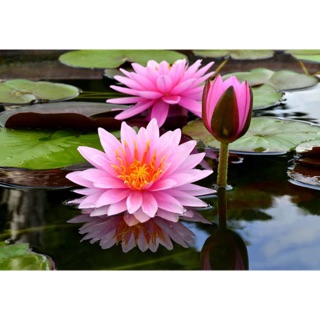Cây hoa súng giống
