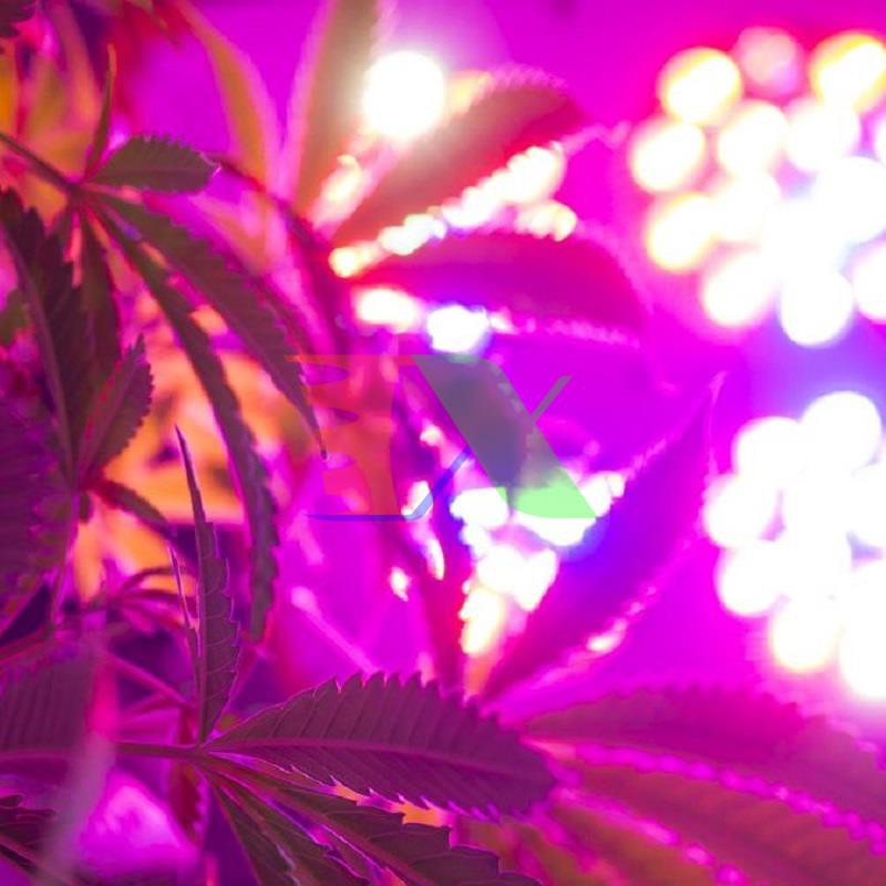 Đèn Led trồng cây GL-T4, đèn trồng cây, led grow light (Veg, Bloom)