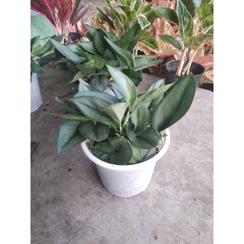 Trầu moonlight ngọc trai