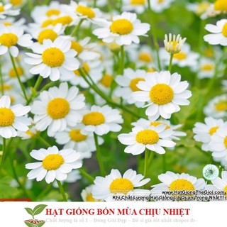 Hạt Giống Cỏ Thơm Feverfew CÚC TANA 50 HẠT - Trị Đau Nửa Đầu ĐẾN MÙA TRỒNG TẾT luckyseed hạt siêu rẻ