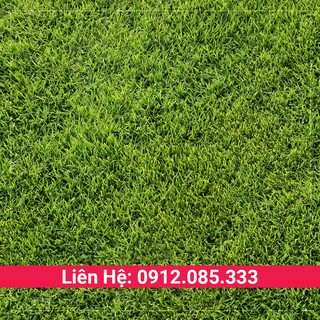 Hạt cỏ bermuda chuyên trồng làm cỏ thảm sân vườn, sân bóng gói 1kg