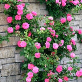 Hom giống hoa hồng leo tầm xuân - hồng dại cánh kép màu điều