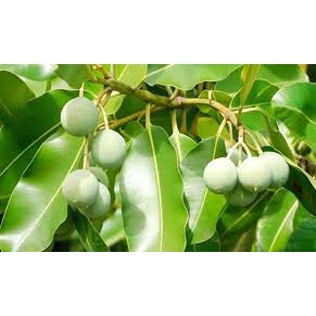 Dầu mù u vàng nguyên chất dung tích 50ml | BigBuy360 - bigbuy360.vn