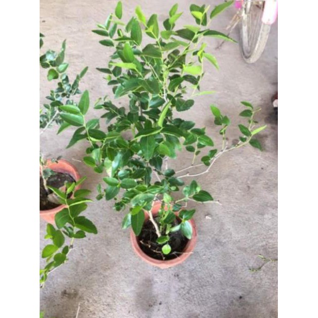 Cây Giống Hồng Táo