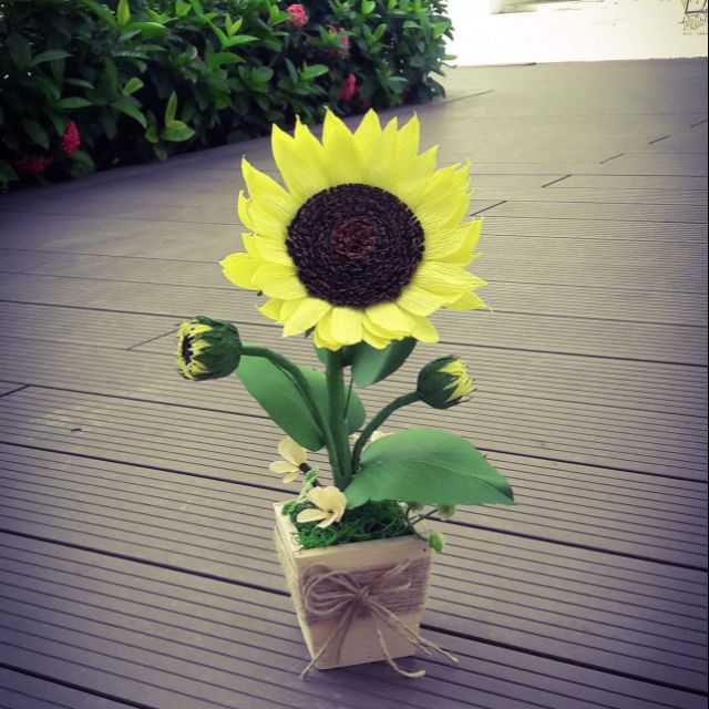Chậu hoa Hướng Dương Mini