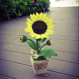 Chậu hoa Hướng Dương Mini