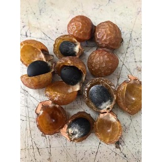 Quả bò hòn tách hạt