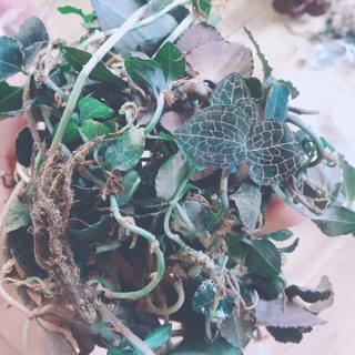 ☘️🍁LAN KIM TUYẾN CHUẨN RỪNG 200gr 🌿☘️