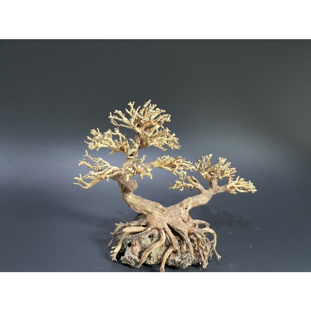 Lũa Bonsai, Lũa thủy sinh dùng trang trí hồ cá cảnh, hồ thủy sinh, văn phòng, nhà cửa