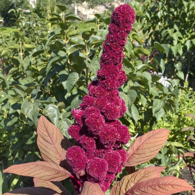 [HG Mỹ] Hạt giống Mào Gà Đầu Voi (Elephant head amaranth) - 20 Hạt F1 tỷ lệ nảy mầm 90%