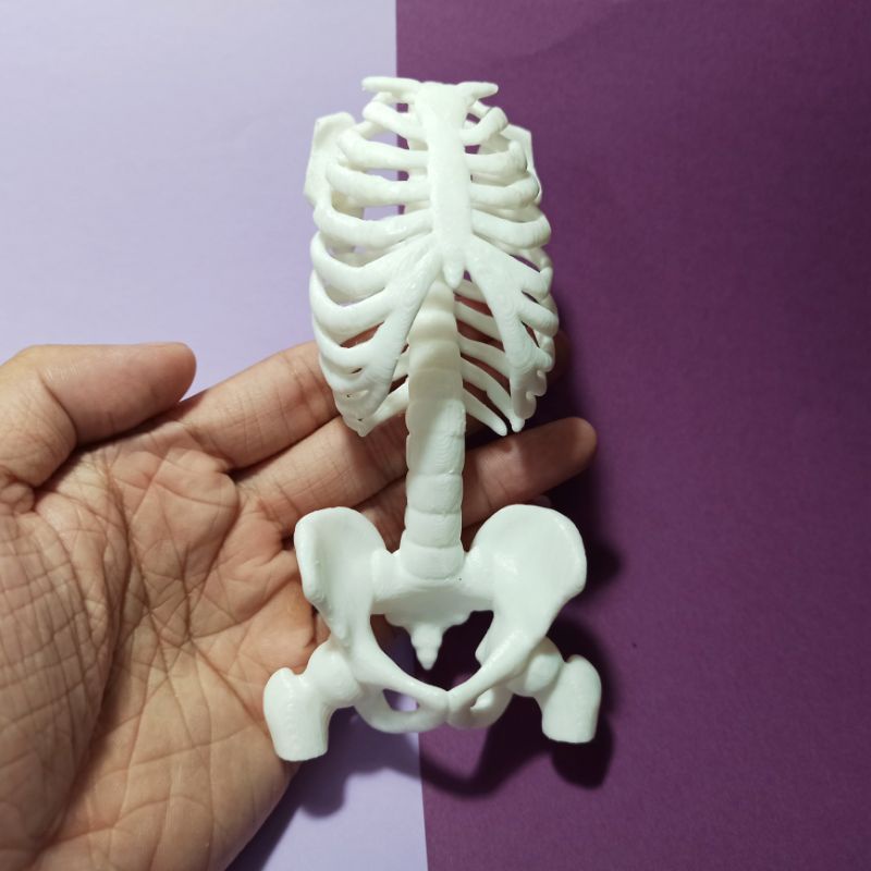 Mô hình nhựa xương sườn và xương chậu người dài 14cm, tỉ lệ 1:6, trang trí tiểu cảnh, kinh dị, sa bàn, chuồng bò sát
