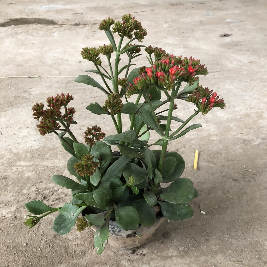 Cây hoa - Hoa sống đời cao 20cm hoa đỏ nở rực chịu hạn cực tốt sức sống mãnh liệt
