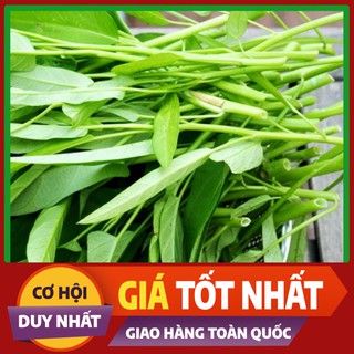 Hạt giống Rau Muống - rau ăn lá ngắn ngày