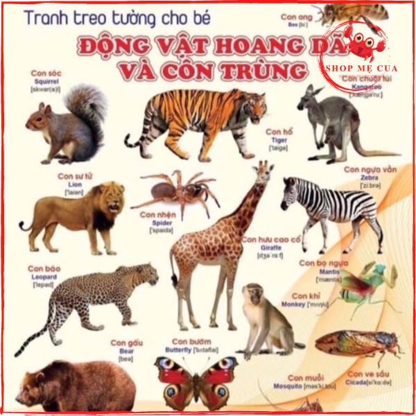 BỘ TRANH SONG NGỮ TREO TƯỜNG 14 CHỦ ĐỀ CHO BÉ