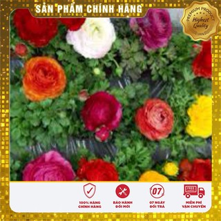 HGH Mao lương( Hồng ri ba tư)