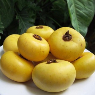 Giống Cây Thị chuẩn F1