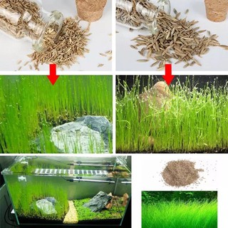 cỏ thủy sinh ngưu ma chiên ( siêu nhiều)