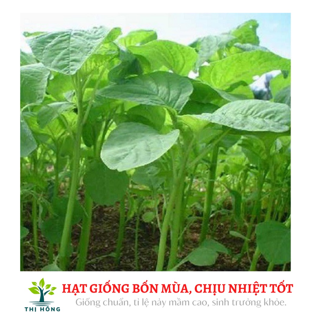 Hạt giống rau dền xanh 20g (lá tròn, ngọt, ăn mềm mát và không có xơ, chịu nắng, chịu hạn rất tốt)
