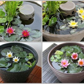 Cây hoa súng thái siêu đẹp_cây cảnh và hạt giống