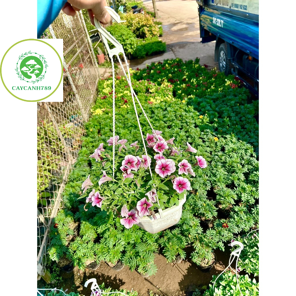 Chậu hoa dạ yến đang hoa chậu treo