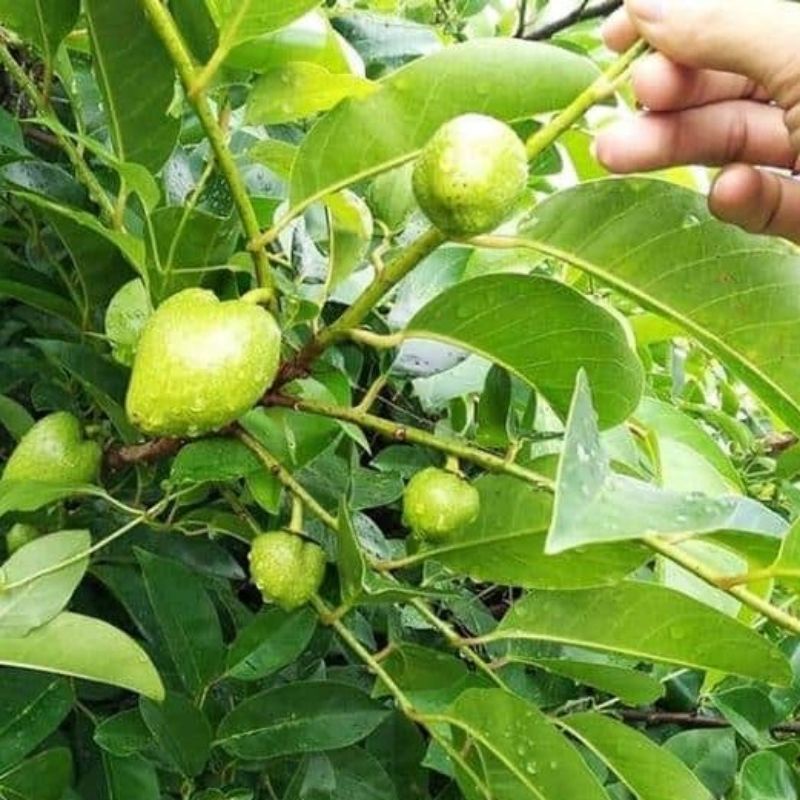 Trái bình bát xanh