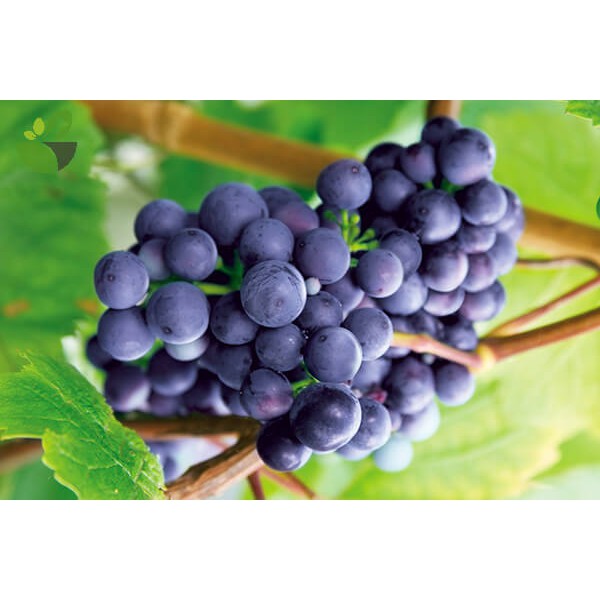 Cây Nho Alden Giống