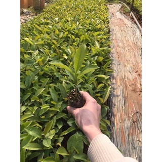 Cây hoa leo Hồng anh(1 bầu cây giống )