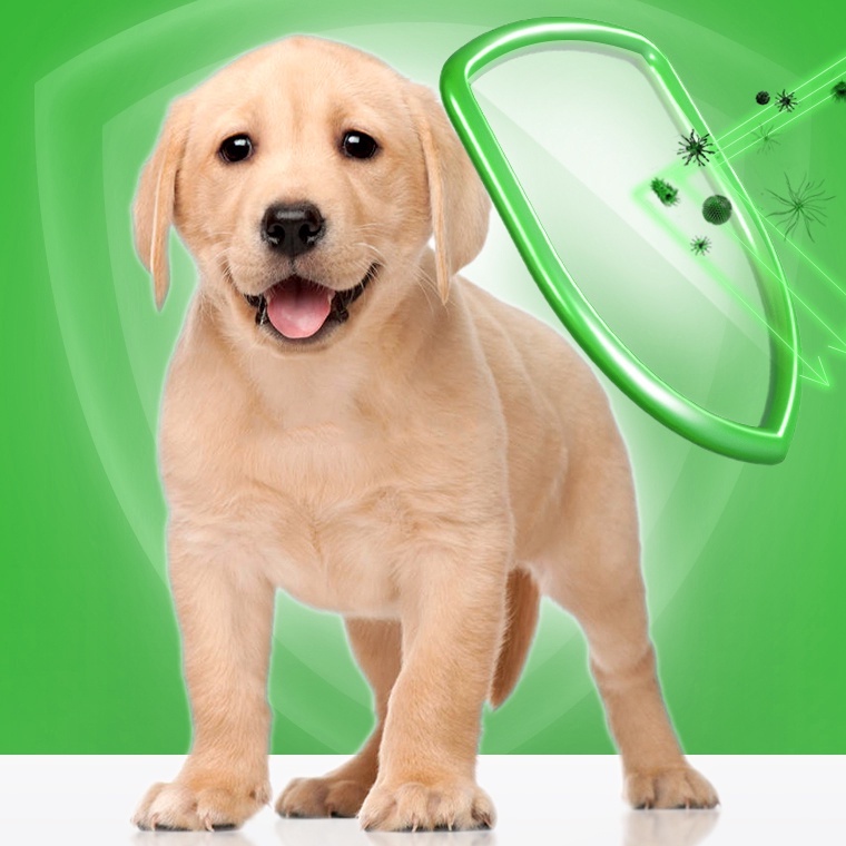 Sữa tắm chó mèo từ AMITAVET giúp chăm sóc thú cưng sạch nấm mượt lông khử mùi hôi chiết xuất thảo dược 500ml