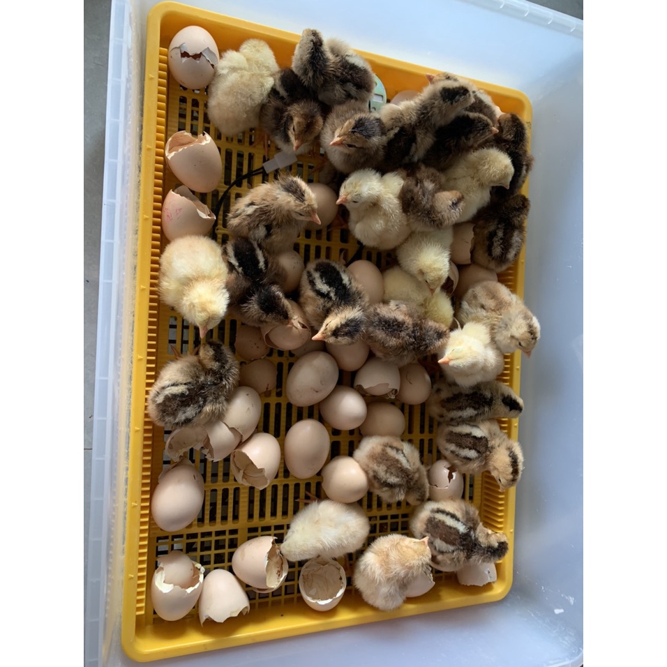 Máy ấp trứng ánh dương P100+ khay đảo lăn 60 trứng