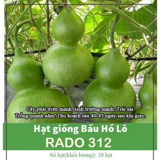 Hạt Giống Bầu Hồ Lô F1 Năng Suất Cao, Trồng Quanh Năm - Gói 10 hạt