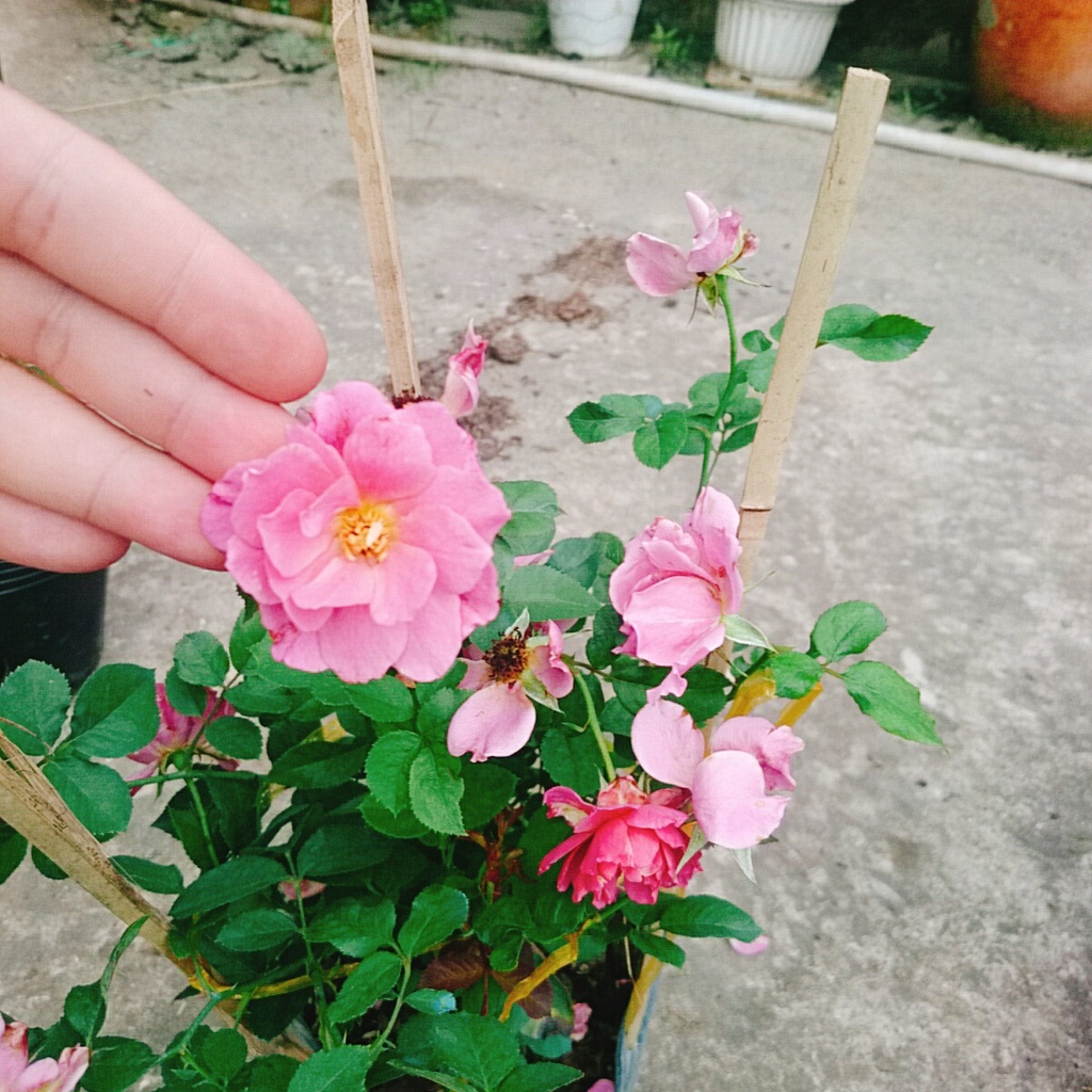 Hoa Hồng Nhật Bản Aoi