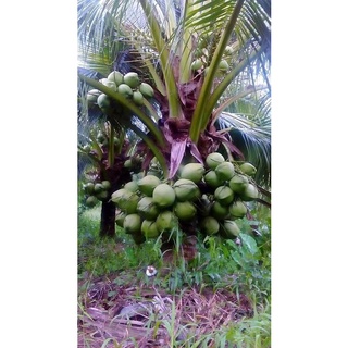 Cây giống dừa sáp mỹ nương -