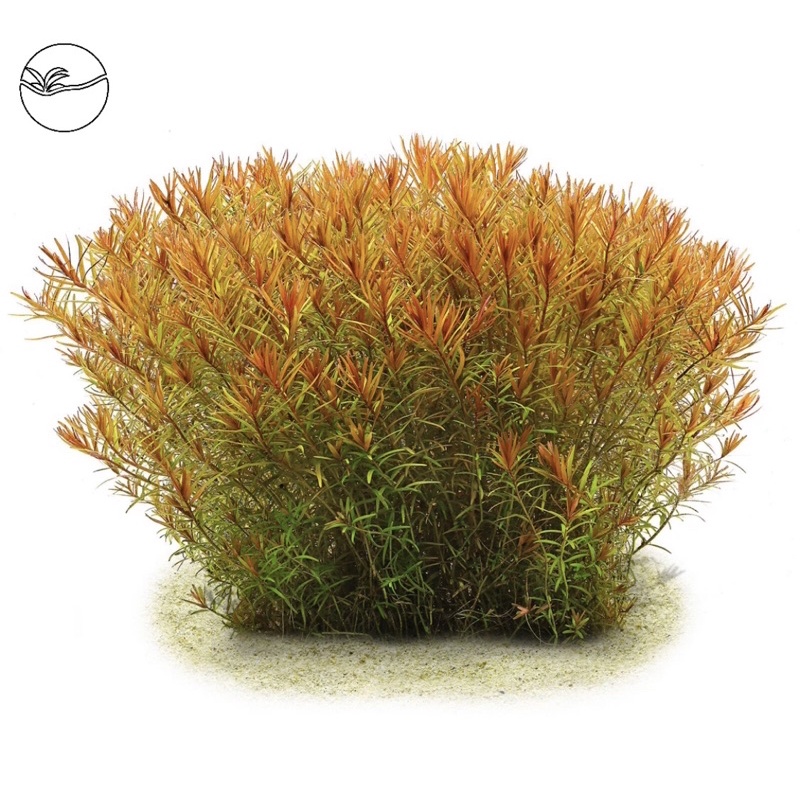 Rotala Rotundifolia Hra - Vảy Ốc Cam - Cây Thuỷ Sinh
