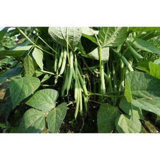 [Hạt Giống Đài Loan] Đậu Cove Xanh Lùn Đài Loan (Gói zin 40 hạt)