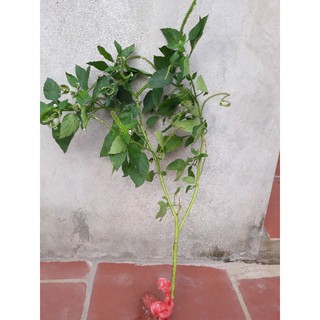 Bầu cây vòi voi giống